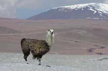 Studera spanska i Bolivia Bolivia