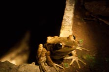 Frog at El Ranario
