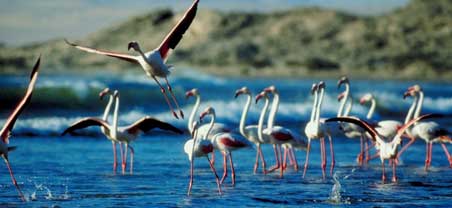 Flamingo Beach Travel Information