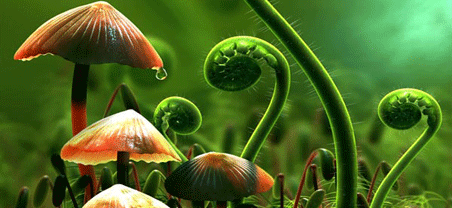 Plants in Spanish
