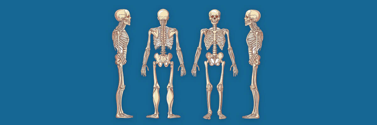 huesos del cuerpo humano