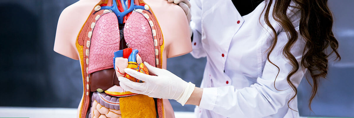organos del cuerpo humano