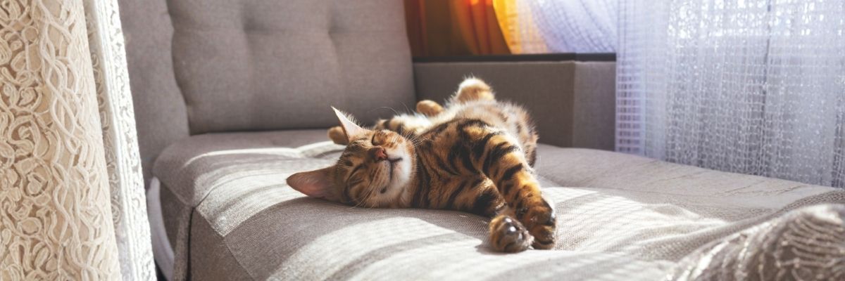 polysemy spanish word gato