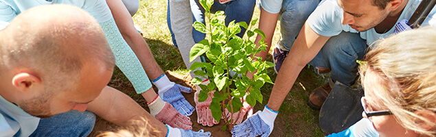 Volunteers planting a tree