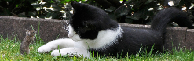 Gato con guantes no caza ratones