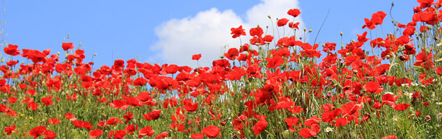 Planten in Spaans