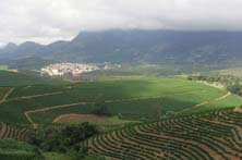 Coffee Plantation in Heredia