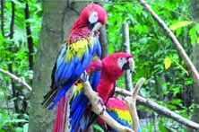 Parrot from Xaman-Ha Aviary
