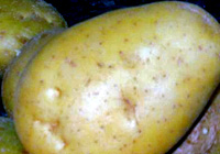 Potato