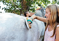 summercamps sports horseback